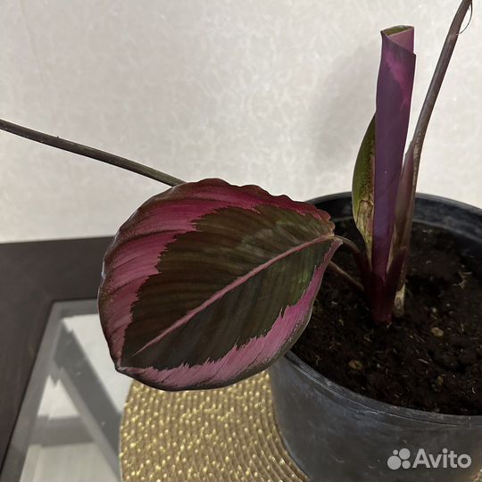 Калатея Дотти