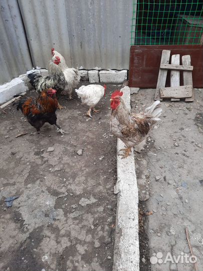 Петухи брама