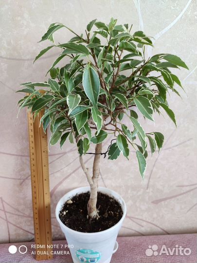 Фикус Бенджамина Нина