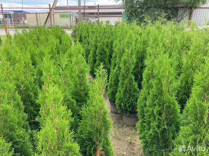 Саженцы Туя Смарагд 120-140 см доставка
