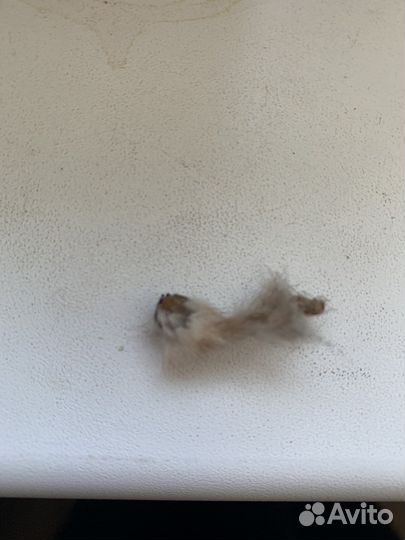 Семена кактуса