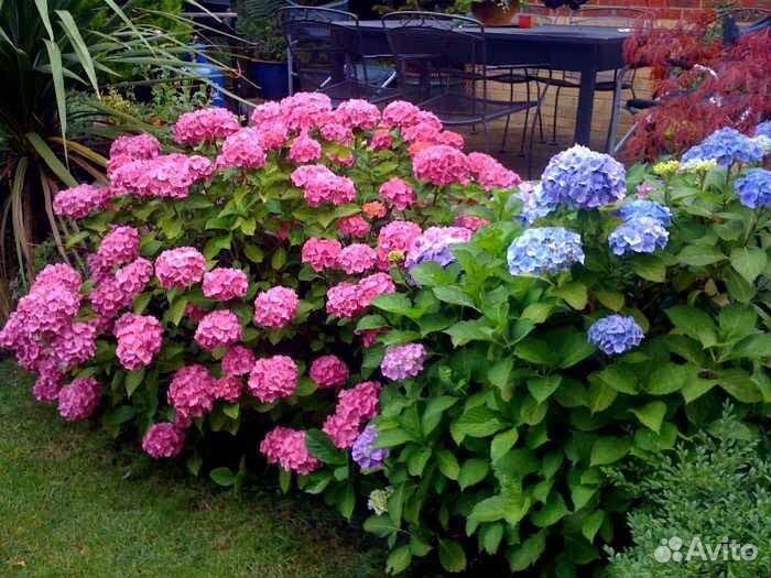 Гортензия крупнолистная