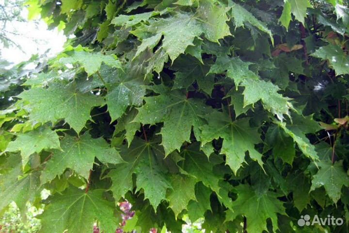 Клен остролистный саженцы, 1м