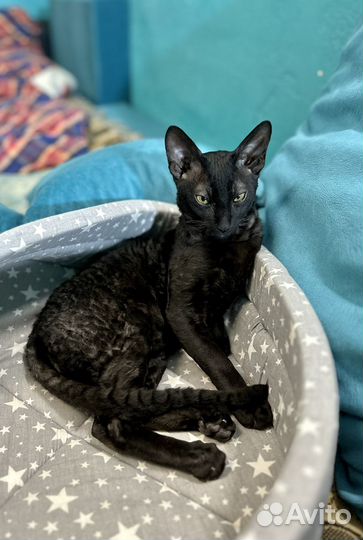 Корниш рекс мальчик вязка