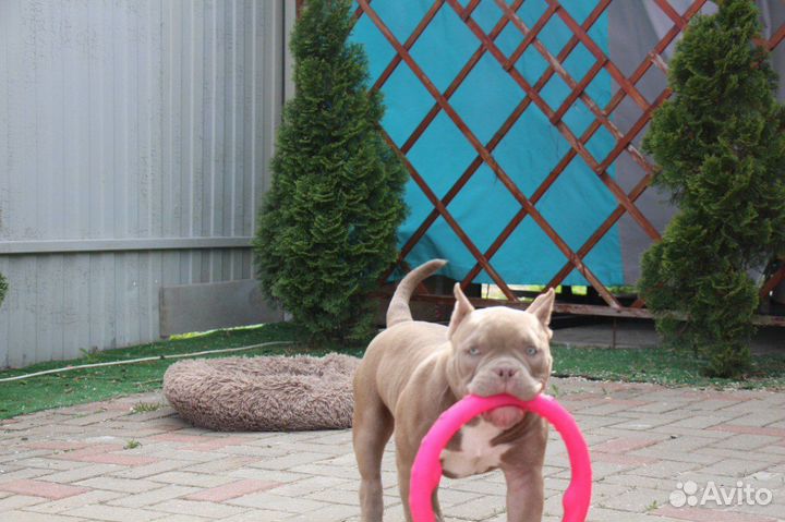 Щенки амбулли