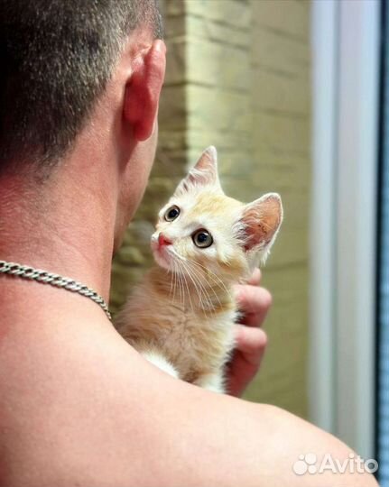 Рыжий котенок мальчик