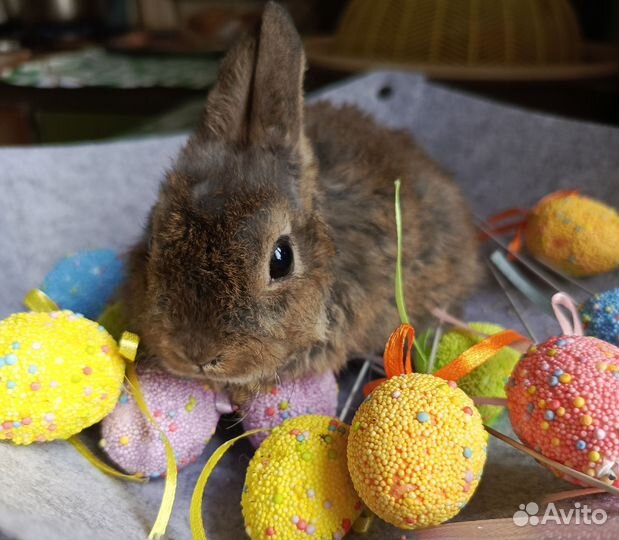Карликовые домашние крольчата.1.5 месяца