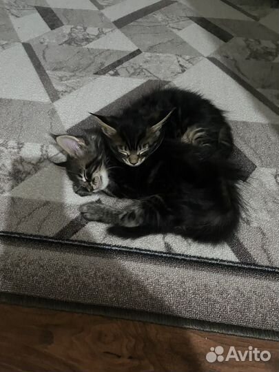 Котята мейкун