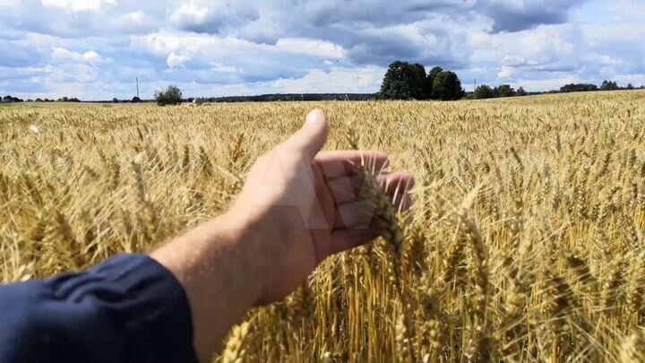 Участок 4,89 га (СНТ, ДНП)