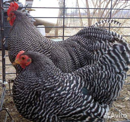 Инкубационное яйцо, цыплята, утята