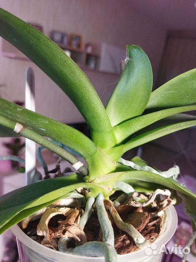 Орхидея фаленопсис белая бабочка