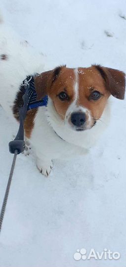 Выгул собак (уход за животными)