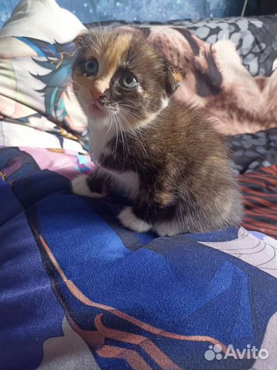 Вислоухий котенок