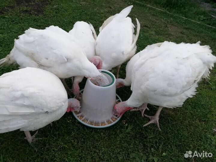 Мясо домашней индейки