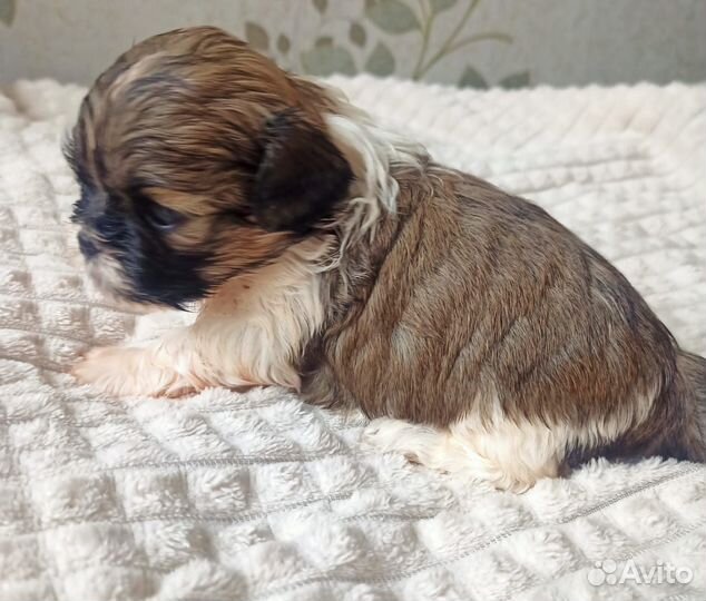 Щенки ши-тцу