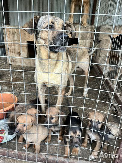 Щенки в добрые руки