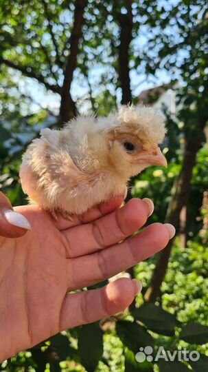 Цыплята падуанов