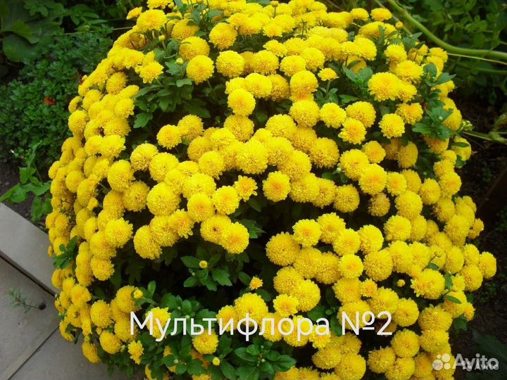 Хризантема шаровидная