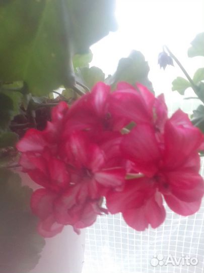 Продам цветы комнатные и садовые