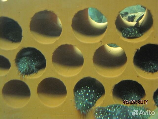 Номерные сомы L134, 184, 201, 340