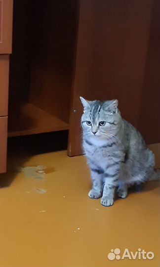 Молодая кошечка Нюша в добрые руки