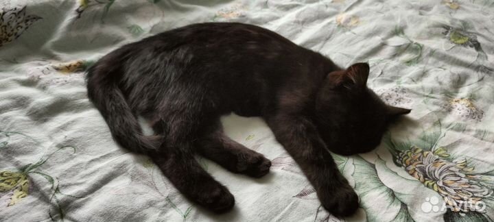 Черный кот В добрые руки