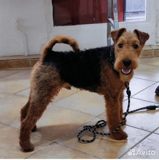 Груминг, стрижка, экспресс линька собак