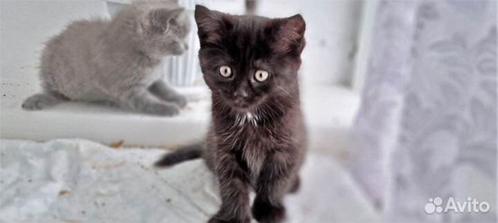 Котята в добрые руки, бесплатно
