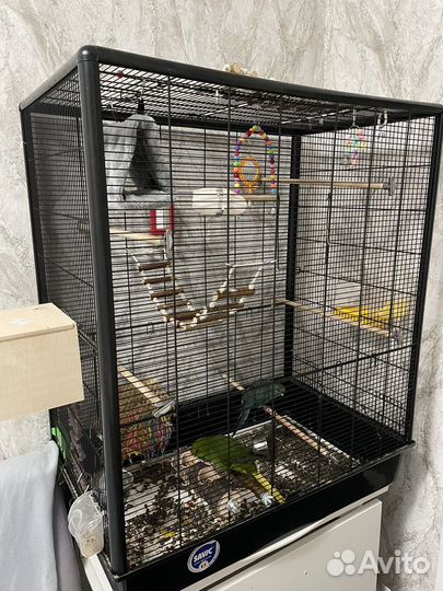 Попугаи какарики пара (+с клеткой под ключ)