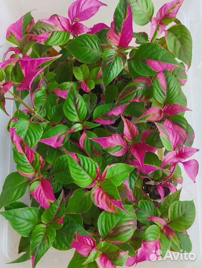 Альтернантера