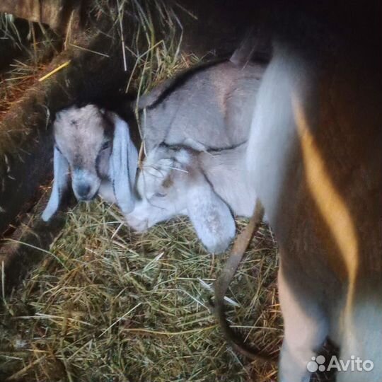 Козлята нубикоммори