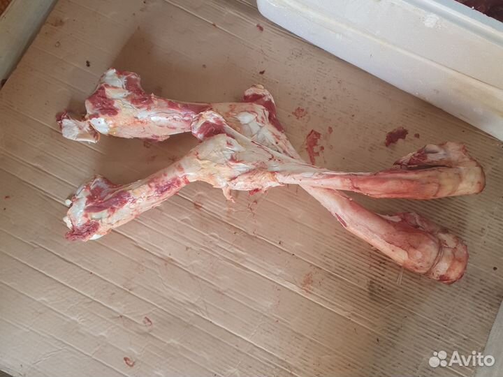 Свежий кости Говяжий