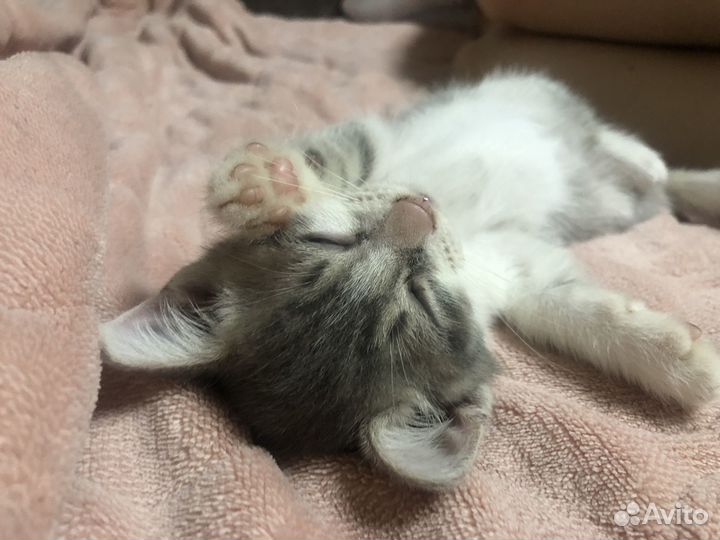 Котята в добрые руки