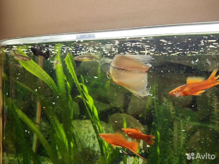 Аквариумные рыбки