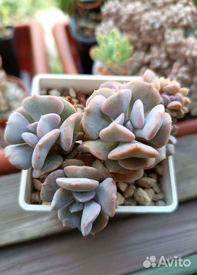 Суккуленты 2