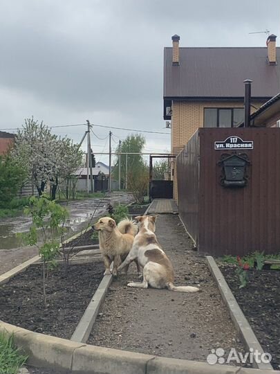 Передержка собак в домашних условиях