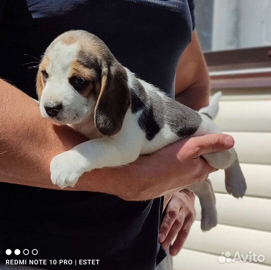 Щенки бигля