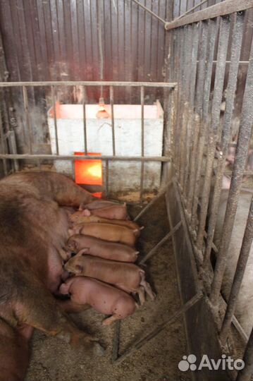 Поросята Дюрок + пьетрен