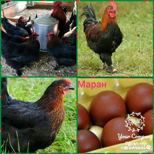 Инкубационное яйцо