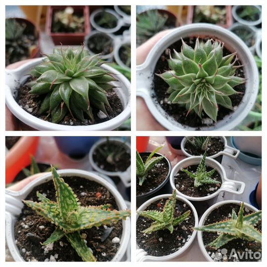 Суккуленты