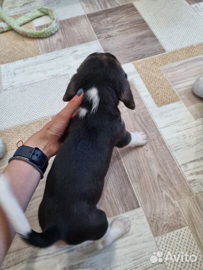 Бигль щенки