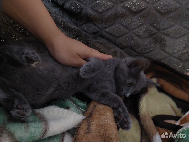 Миссис Кисель