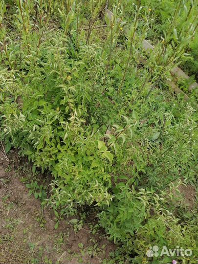 Жасмин чубушник