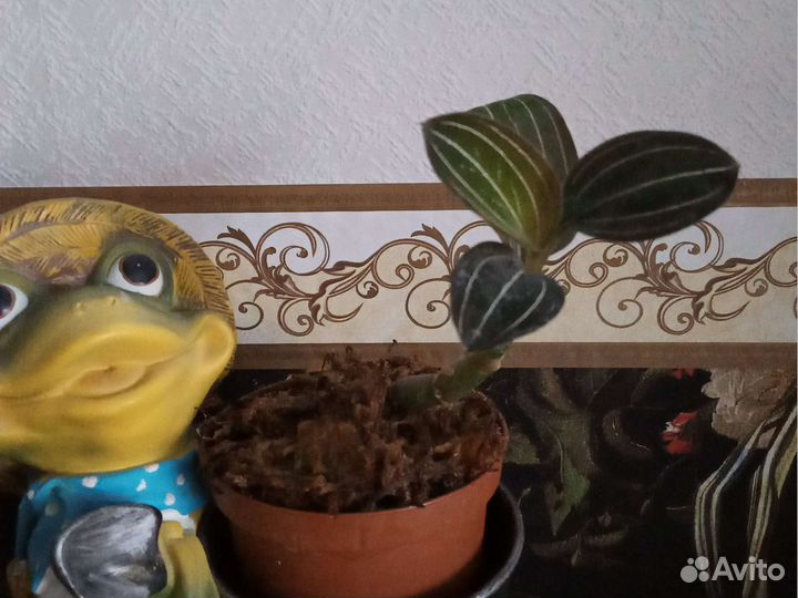 Драгоценная орхидея Лудизия Дисколор