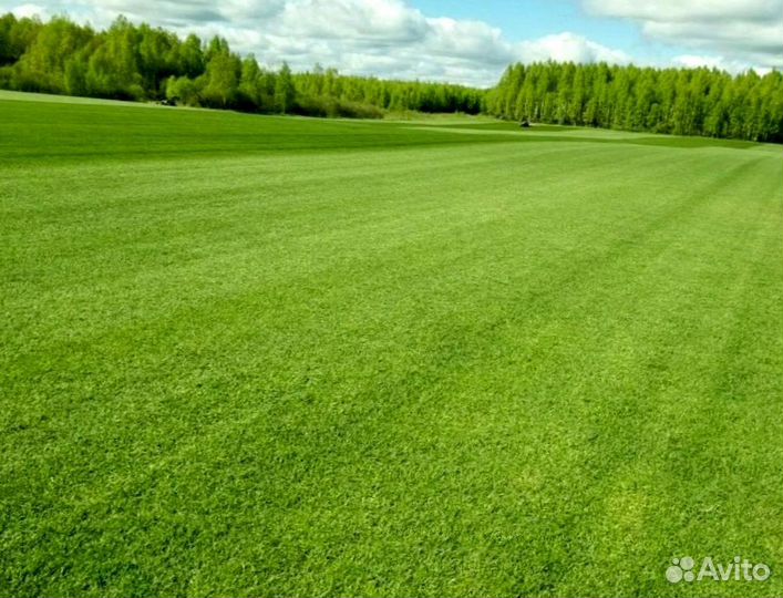 Рулонный газон