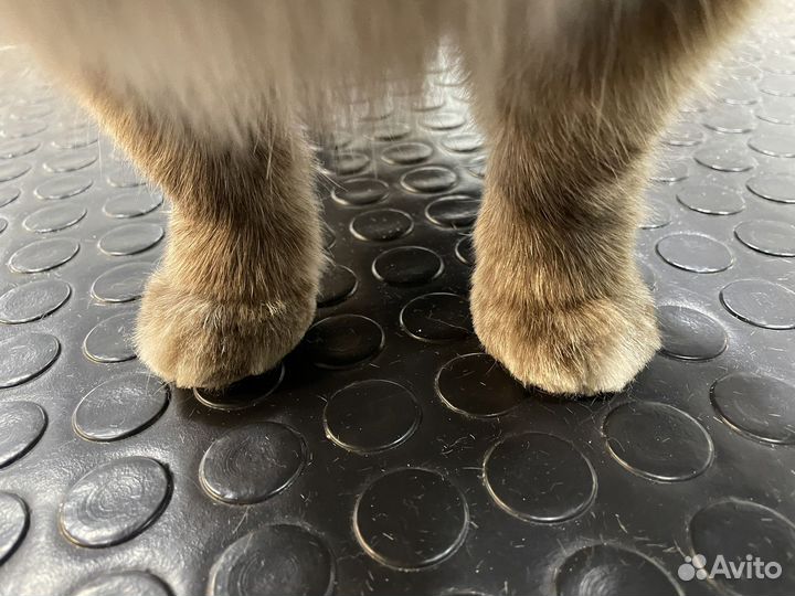 Грумер стрижка собак