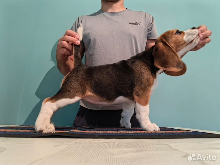 Щенки бигль