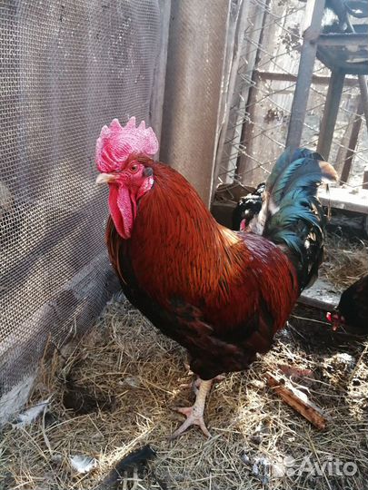 Петушки 7-10 месяцев