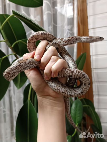 Маисовые полозы