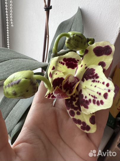 Орхидея фаленопсис Phal. Taiwan Leopard